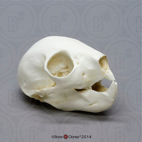 Bone Clones Lesser Primate Skulls