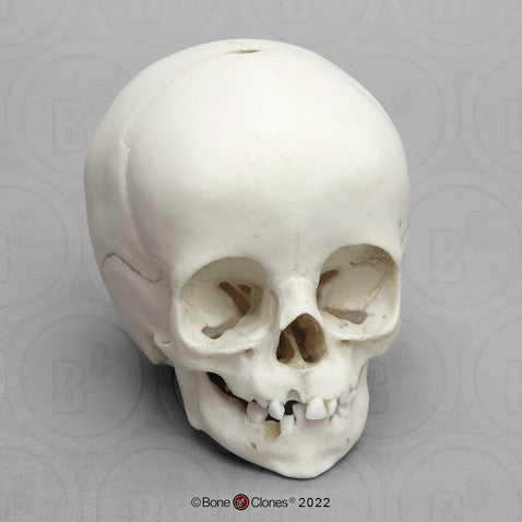 Child Skull Models