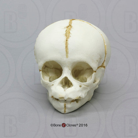 Fetal Chimpanzee Skull Model (Near Full Term)