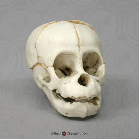 Bone Clones Great Ape Skulls