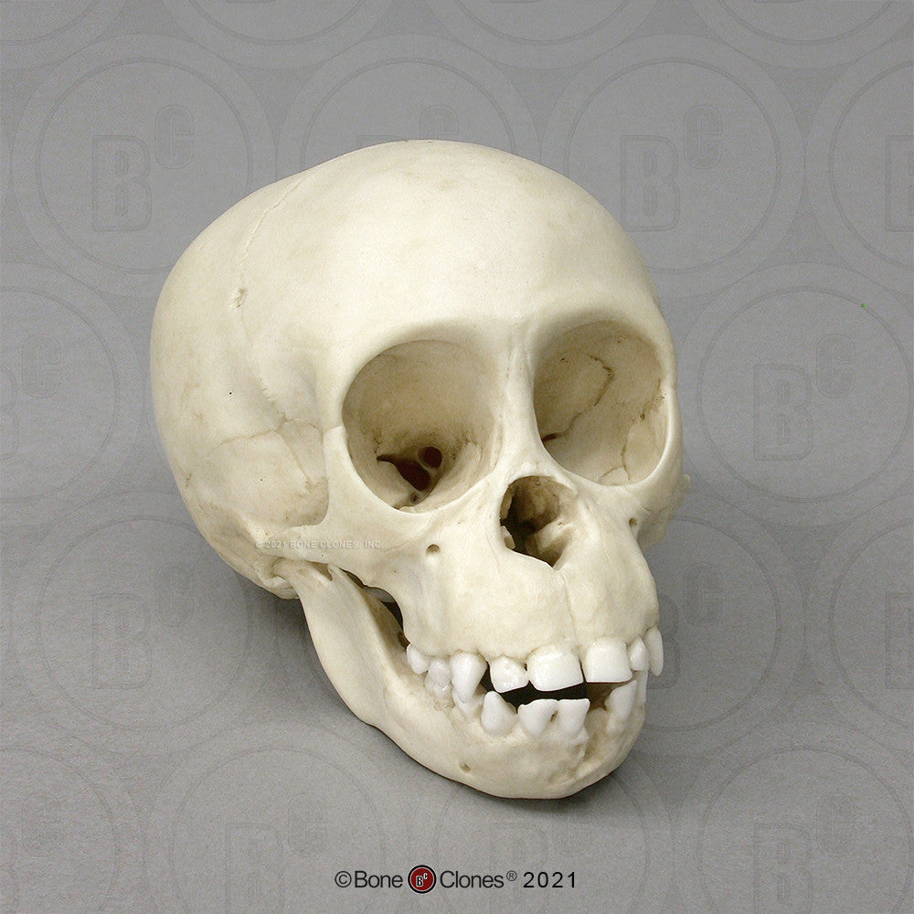 Bone Clones Great Ape Skulls