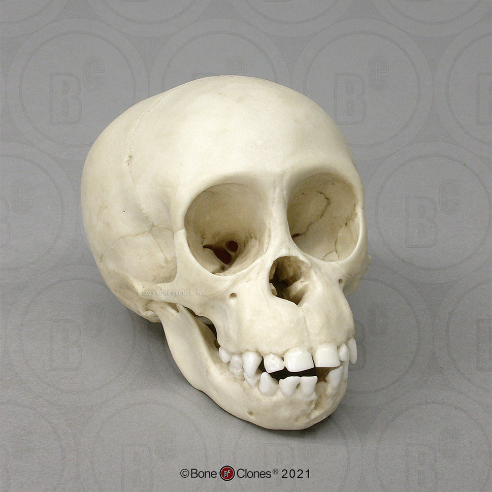 Bone Clones Great Ape Skulls