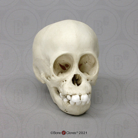 Infant Orangutan Skull Model (11 Months)