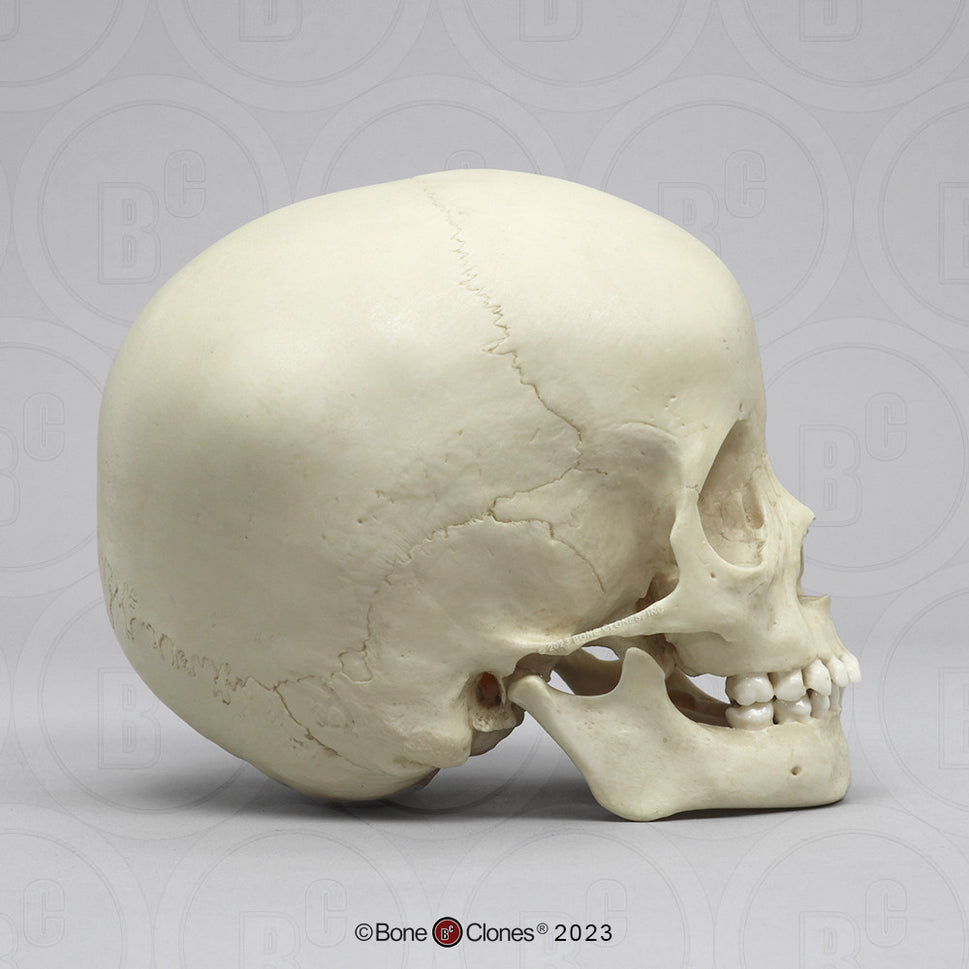 Child Skull Models