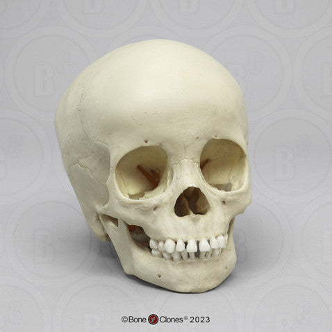 Child Skull Models