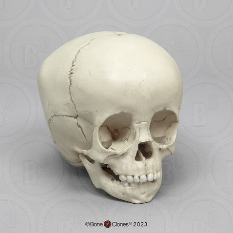 Child Skull Models