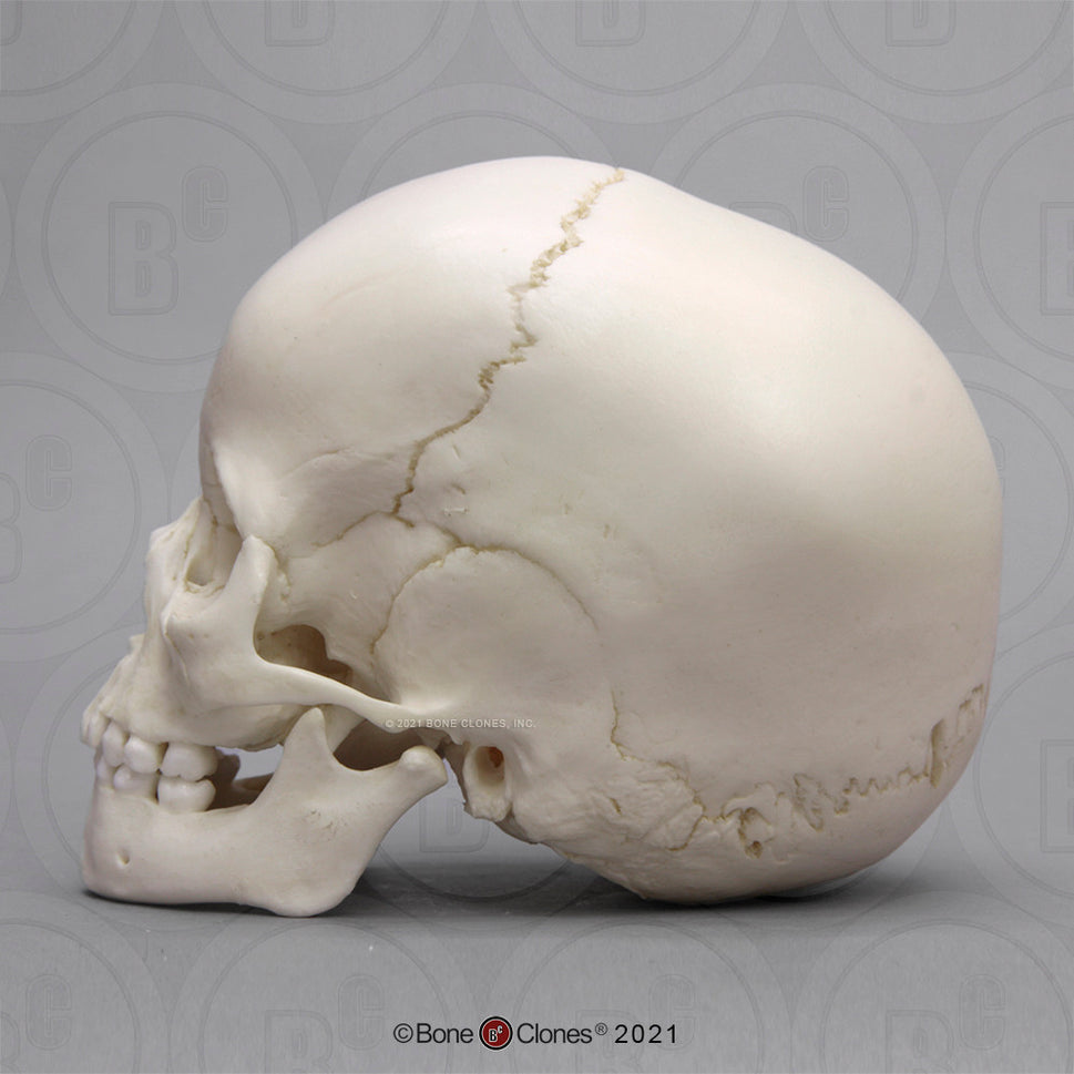 Child Skull Models