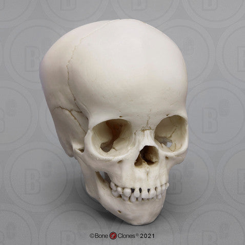 Child Skull Models