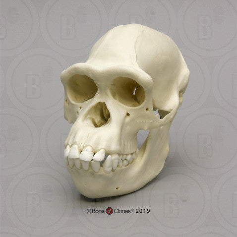 Bone Clones Great Ape Skulls
