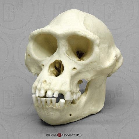 Bone Clones Great Ape Skulls
