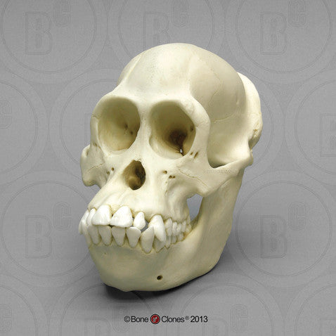 Bone Clones Great Ape Skulls