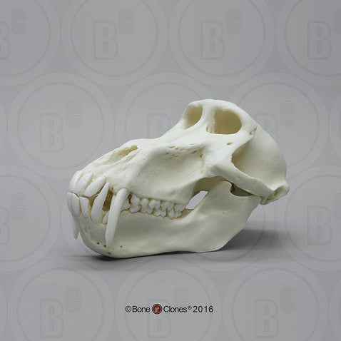 Male Chacma Baboon Skull Model