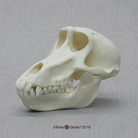 Bone Clones Lesser Primate Skulls