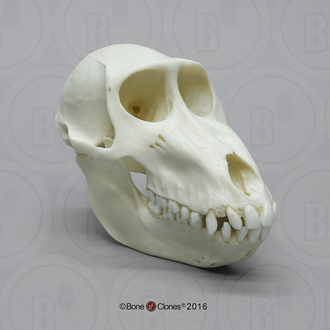 Female Mandrill Baboon Skull Model