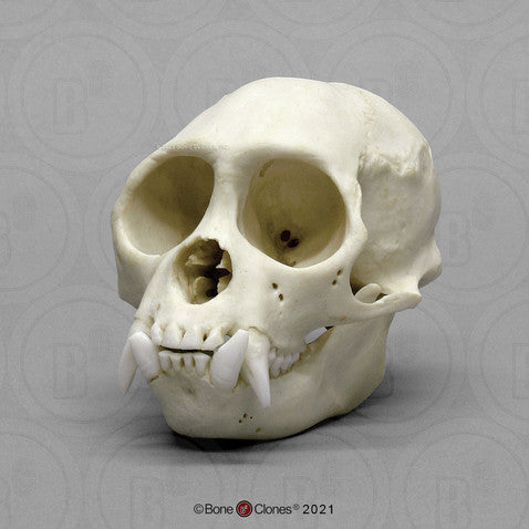 Bone Clones Lesser Primate Skulls
