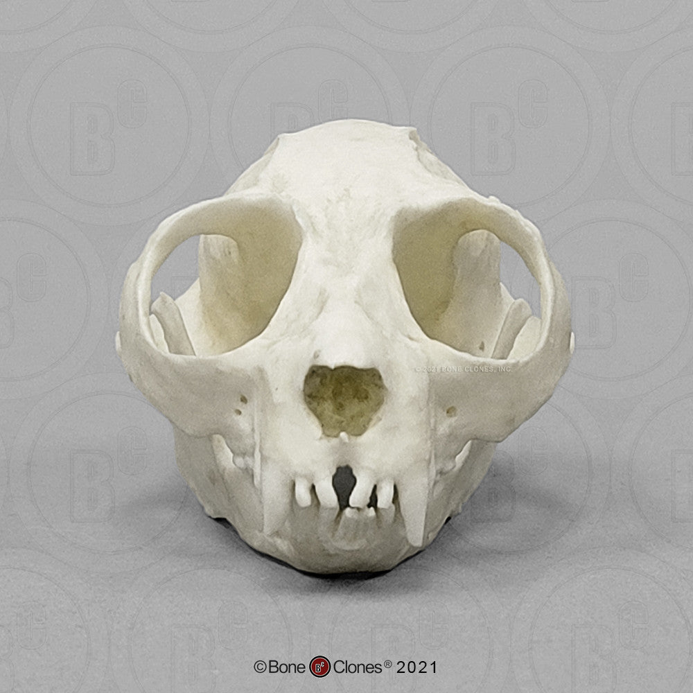 Frontal View of the Slow Loris Skull Model