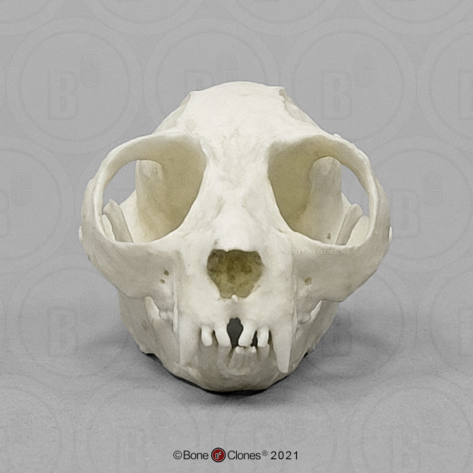 Bone Clones Lesser Primate Skulls