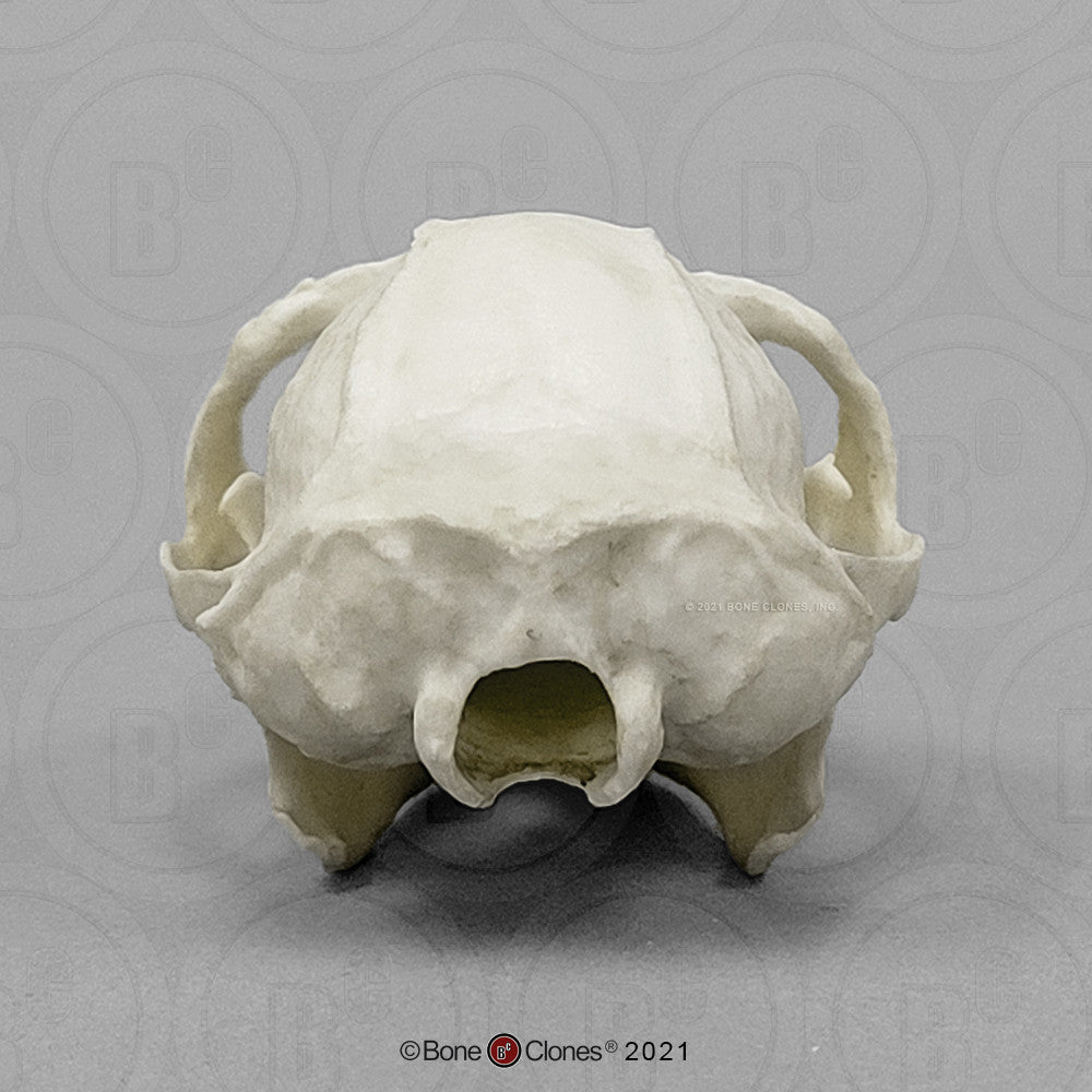 Bone Clones Lesser Primate Skulls