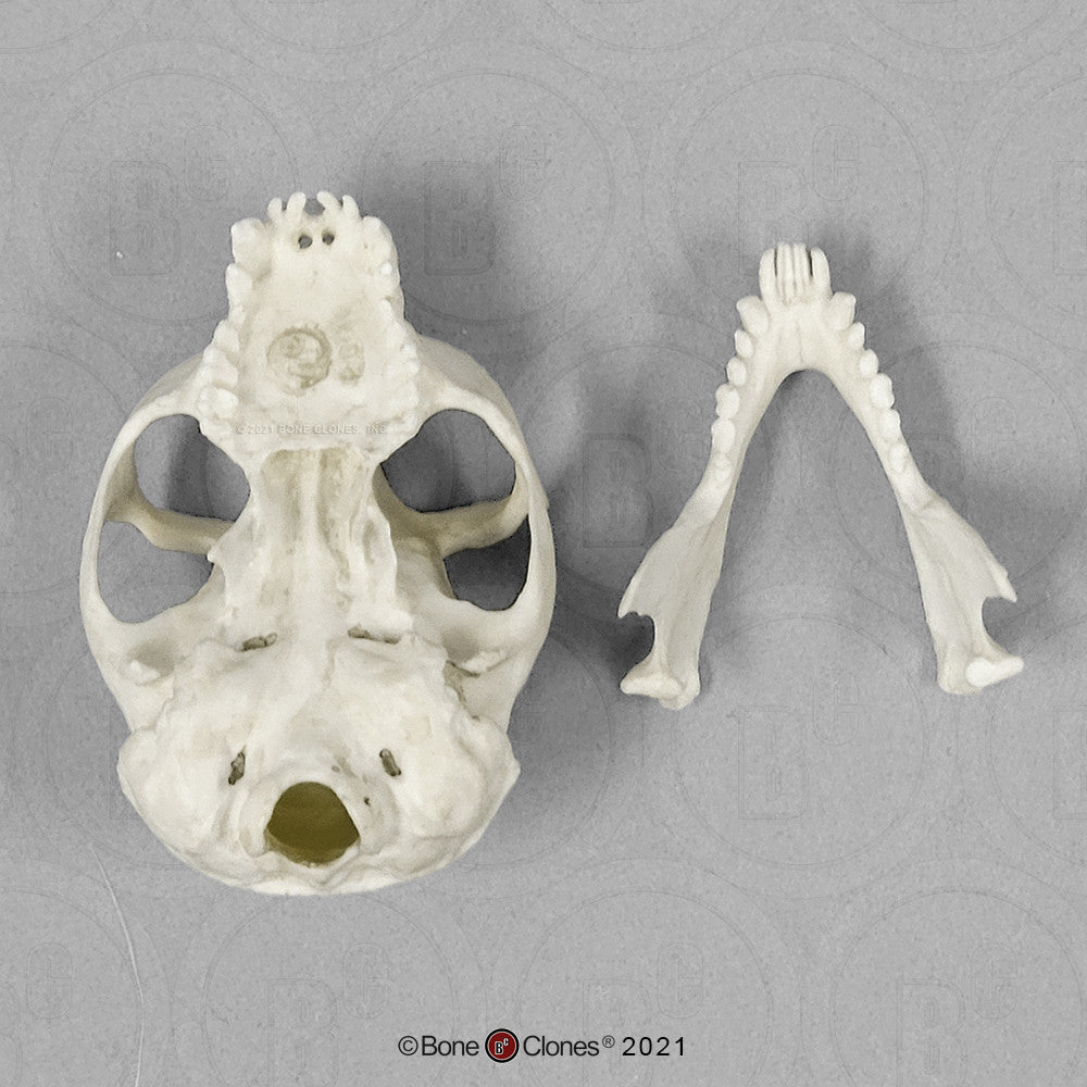 2 Parts of the Slow Loris Skull Model