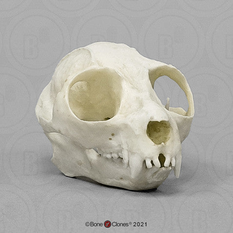 Slow Loris Skull Model