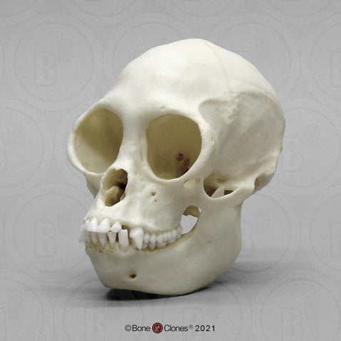 Bone Clones Lesser Primate Skulls
