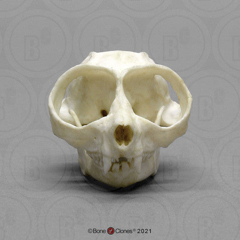 Slender Loris Skull Model