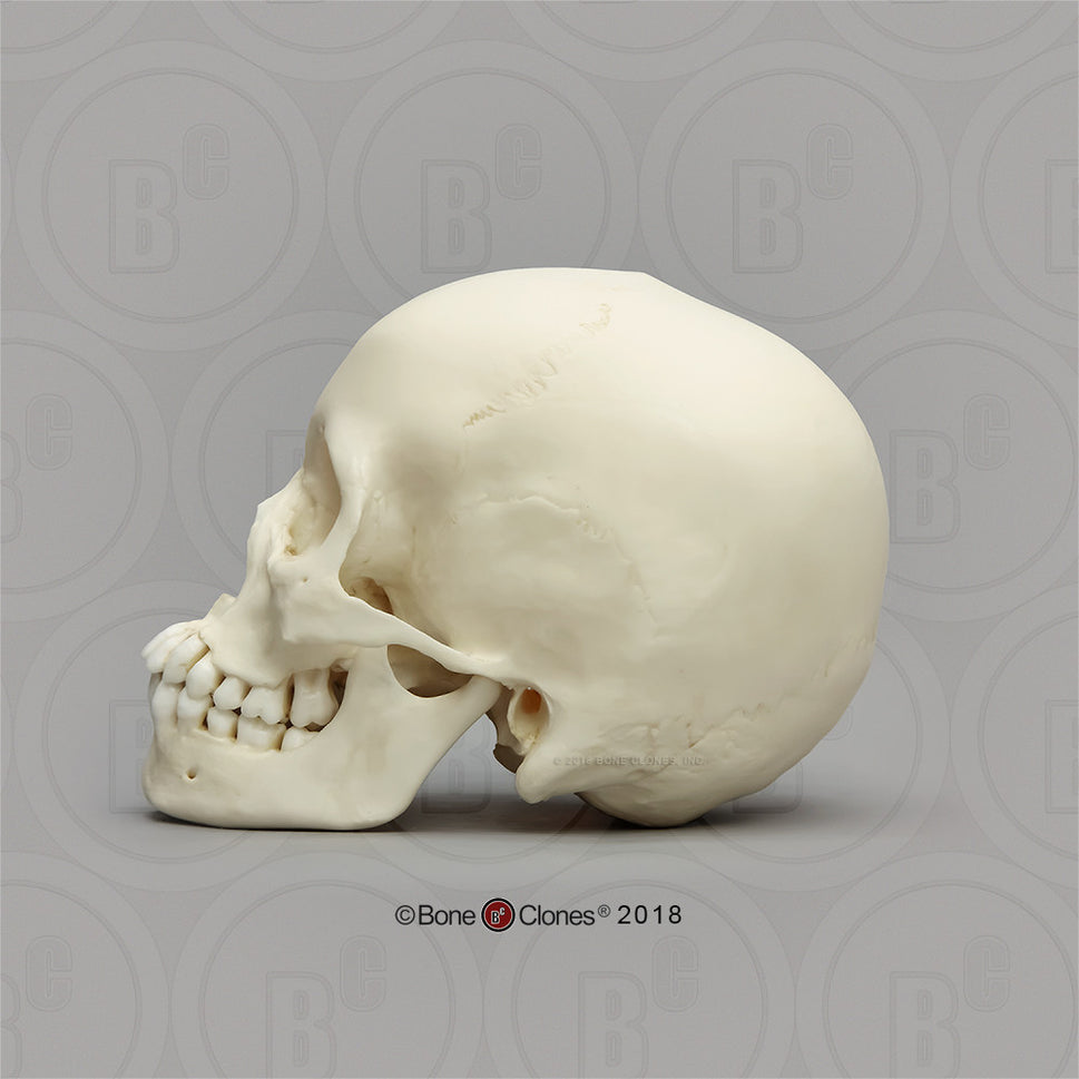 Child Skull Models