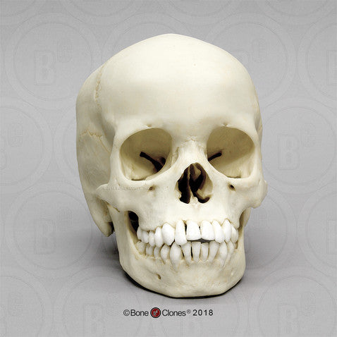 Child Skull Models