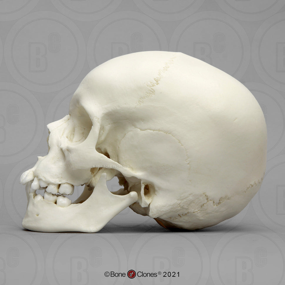 Child Skull Models