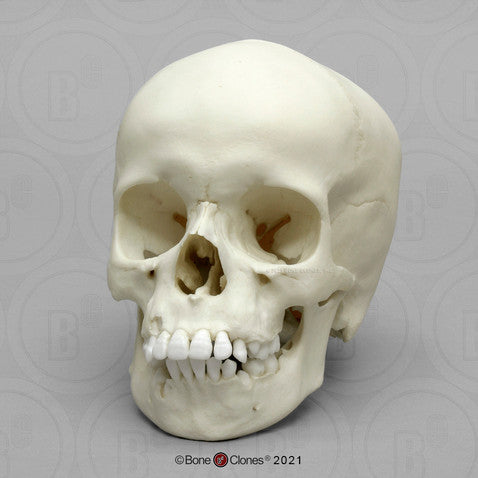 Child Skull Models
