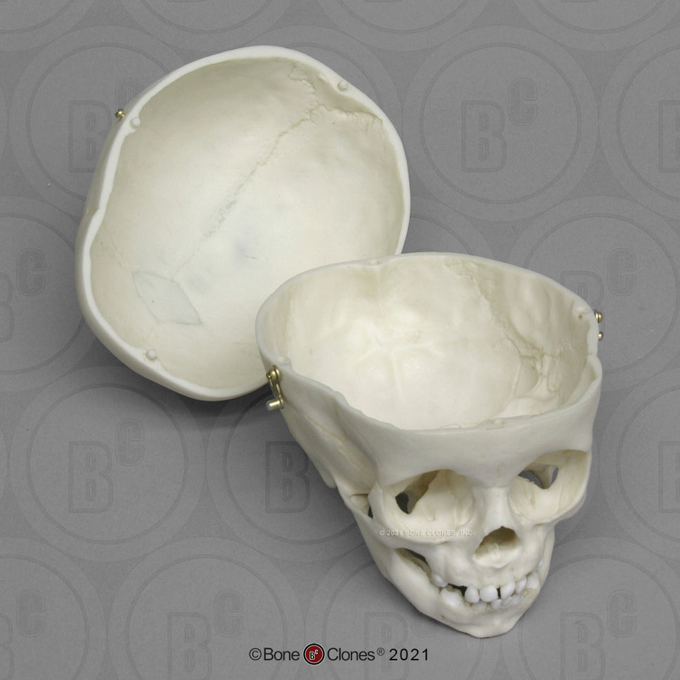 Child Skull Models