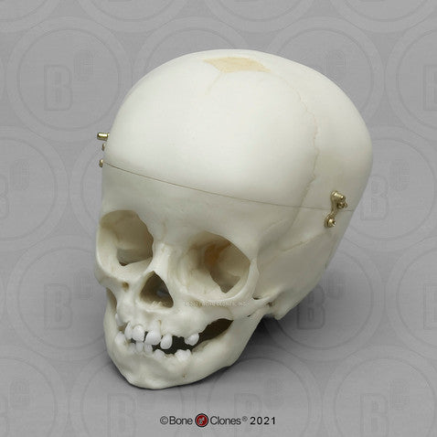 Child Skull Models