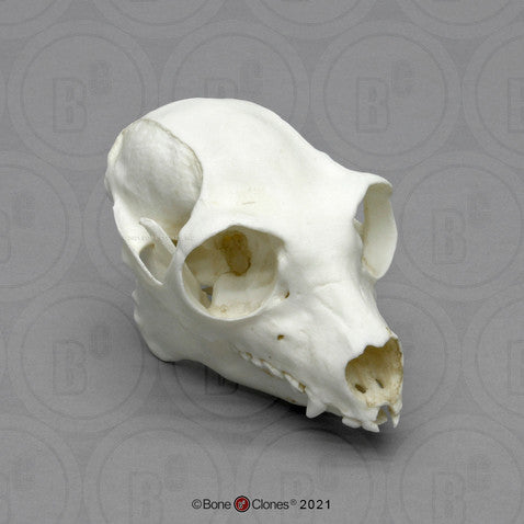 Indri Lemur Skull Model
