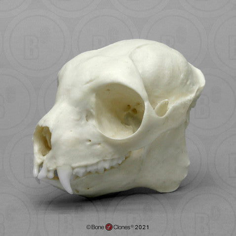 Sifaka Lemur Skull Model