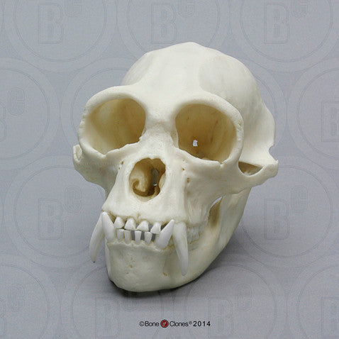 Male Siamang Skull Model (Large)