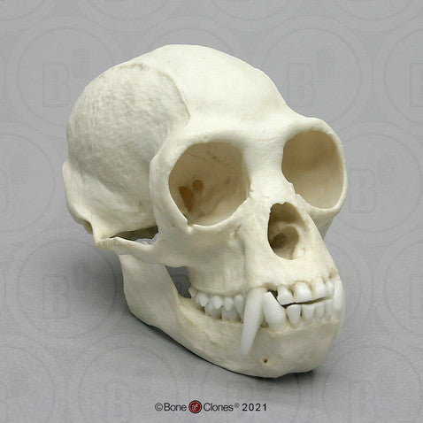 Bone Clones Great Ape Skulls