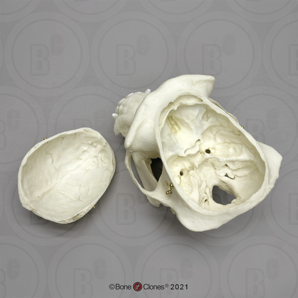 Bone Clones Great Ape Skulls