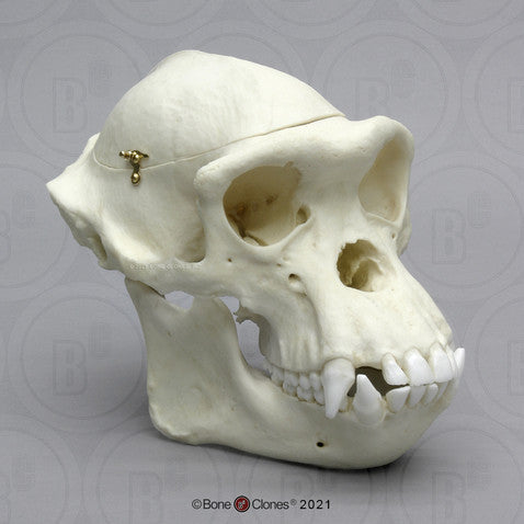 Male Chimpanzee Skull Model (with Calvarium Cut)