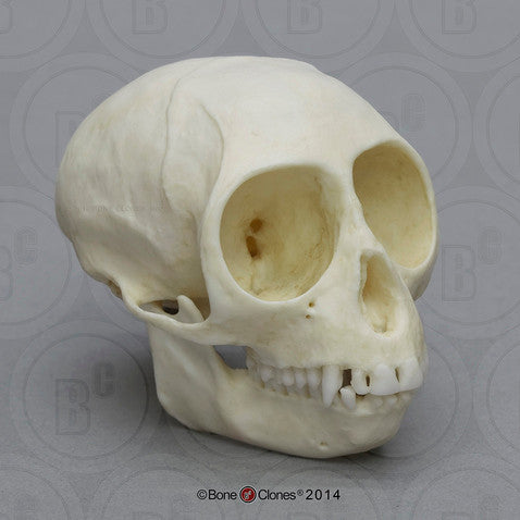 Talapoin Monkey Skull Model