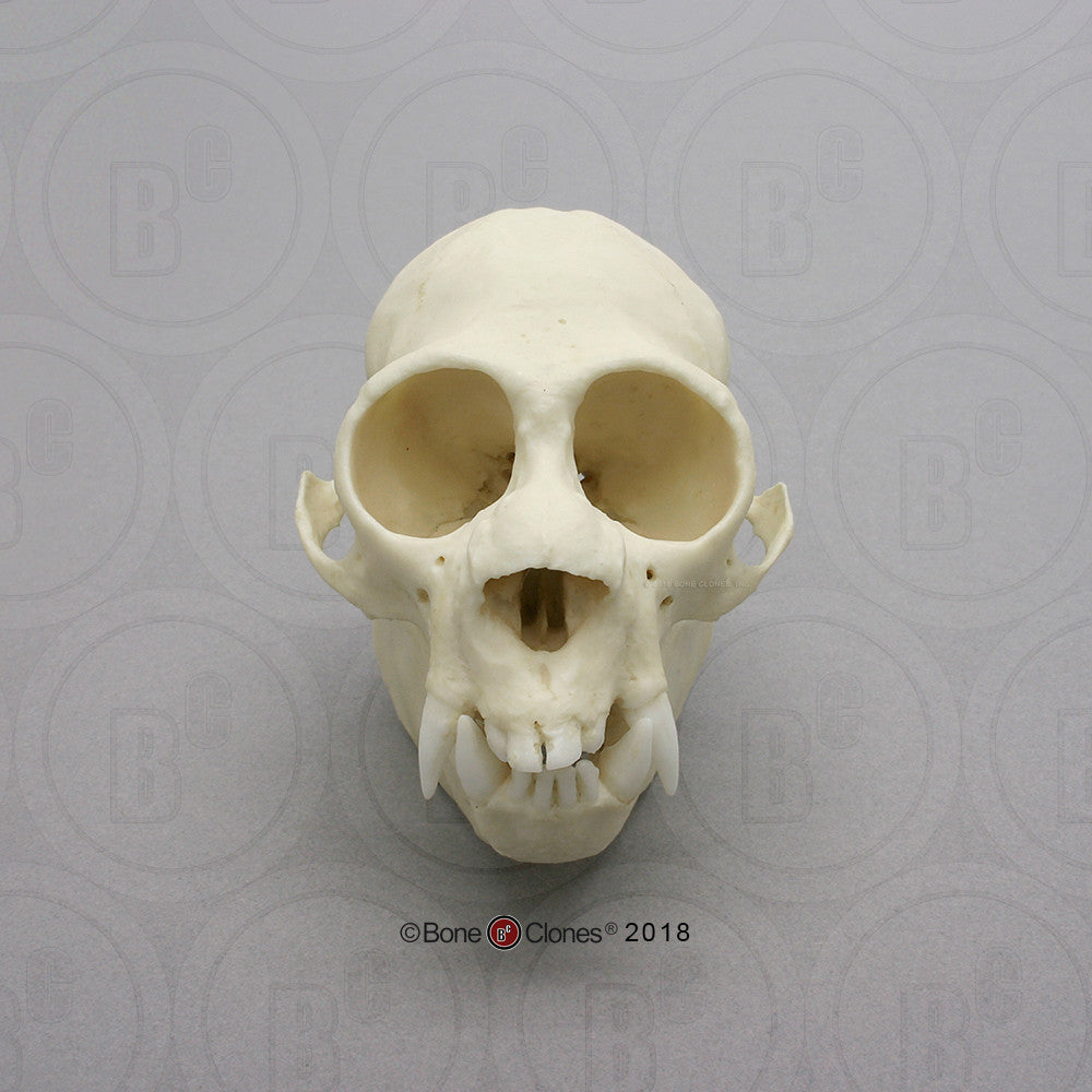 Bone Clones Lesser Primate Skulls