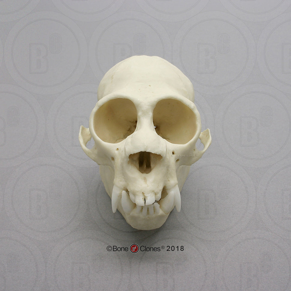 Bone Clones Lesser Primate Skulls