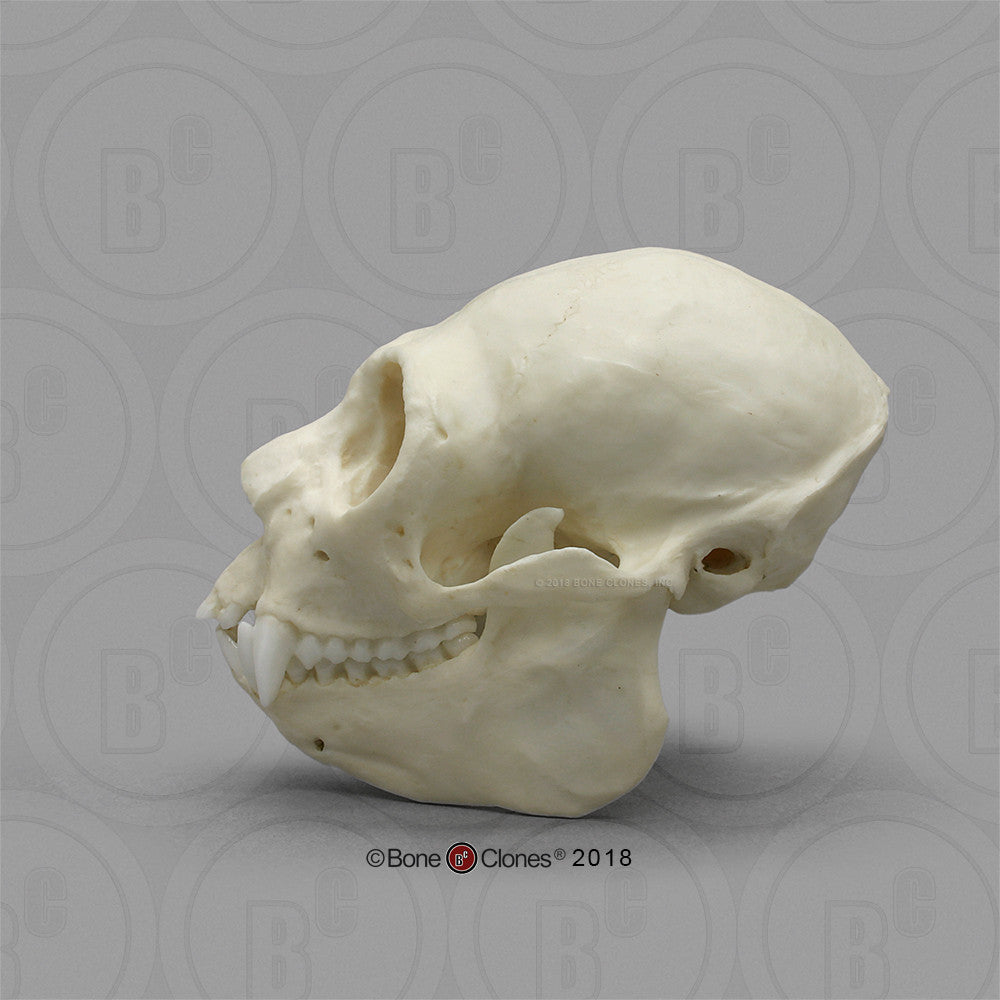 Bone Clones Lesser Primate Skulls