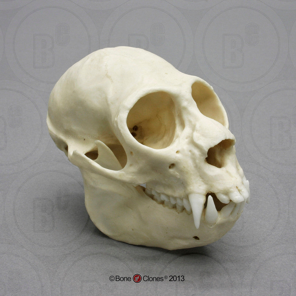 Bone Clones Lesser Primate Skulls