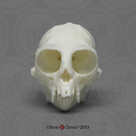 Common Marmoset Skull Model