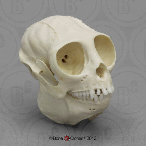 Titi Monkey Skull Model