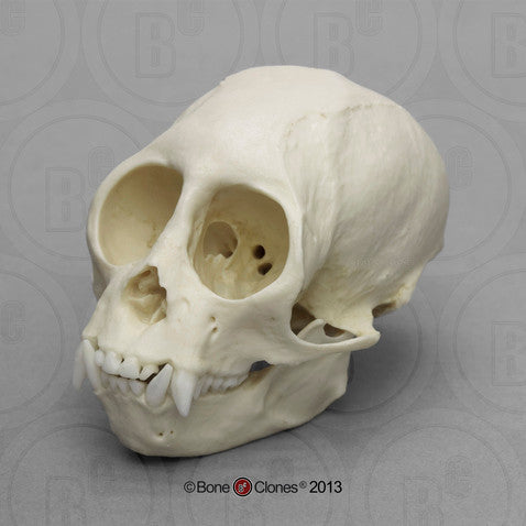 Bone Clones Lesser Primate Skulls