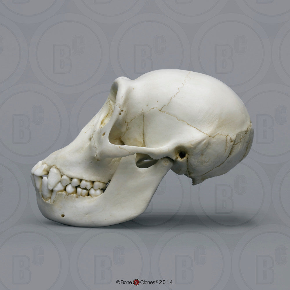 Bone Clones Great Ape Skulls