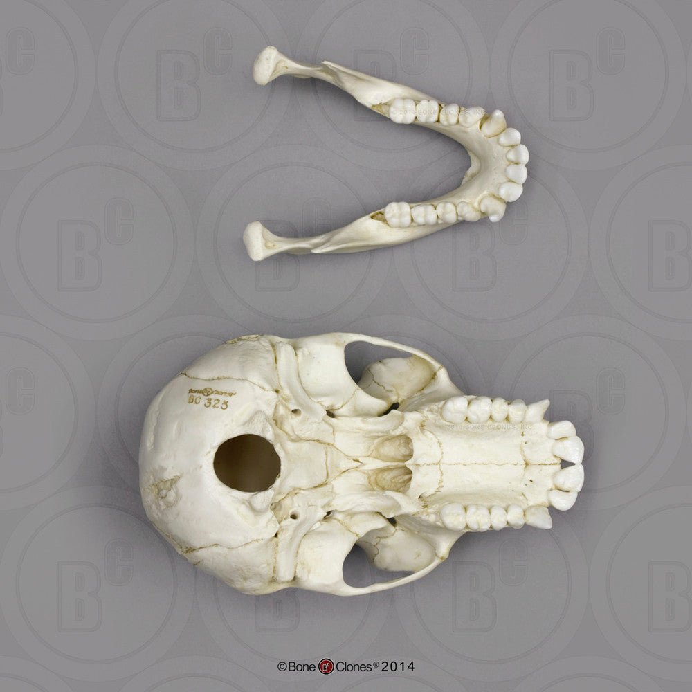 Bone Clones Great Ape Skulls