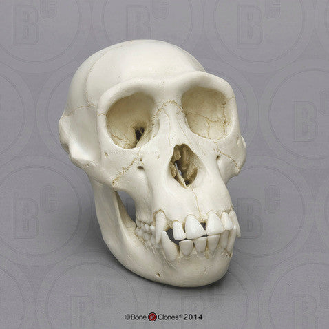 Bone Clones Great Ape Skulls