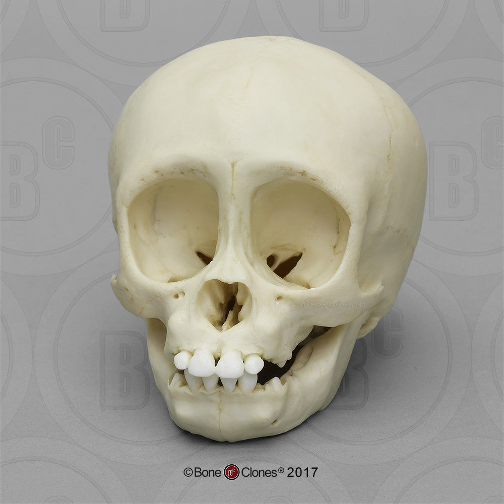 Bone Clones Great Ape Skulls